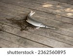 Alligator gar fish on dock.