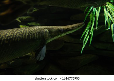 408 Alligator Gar Fish Images, Stock Photos & Vectors | Shutterstock