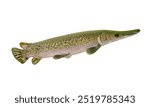 Alligator Gar on White Background