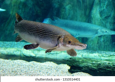 An Alligator Gar(Atractosteus Spatula) In Water Dec 27th 2018.
Alligator Gar Is A Ray-finned Euryhaline Fish Related To The Bowfin In The Infraclass Holostei