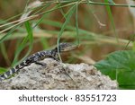 Alligator Hatchling