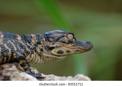 Alligator Hatchling