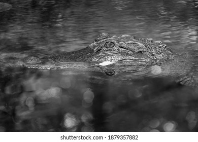 Alligator Head Above Water Black White Stock Photo 1879357882 ...