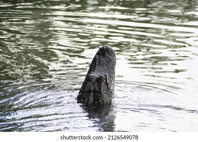 Alligator Head On Louisiana Swamp Tour 