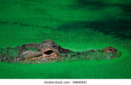 alligator hides