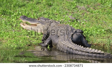 Alligator at Hilton Head Island, SC