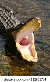 Alligator With His Mouth Wide Open