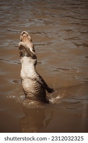 Alligator jumping out of the water - Shutterstock ID 2312032325
