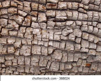 Alligator Juniper Bark