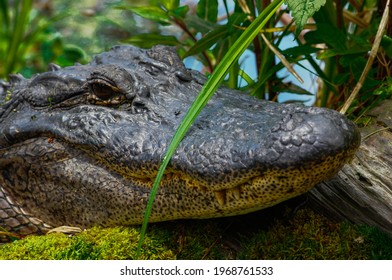 Alligator in Lake Martin, Louisiana 