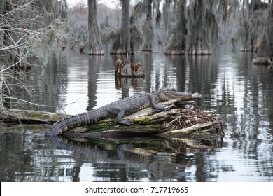 An alligator in Lake Martin, Louisiana.