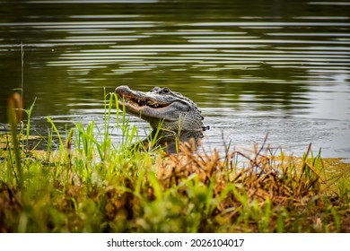 Alligator in Louisiana catches a turtle and eats it. - Shutterstock ID 2026104017