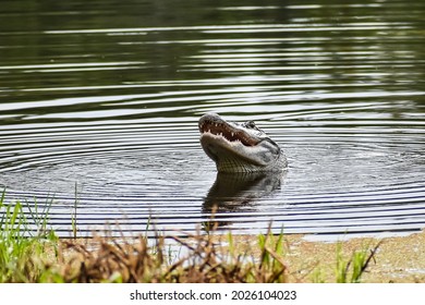 Alligator Eating の画像 写真素材 ベクター画像 Shutterstock