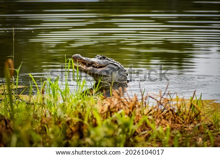 Alligator in Louisiana catches a turtle and eats it.