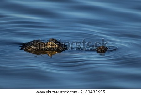Alligator lurking in the water. Head is the only thing visible. Calm blue water with gentle ripples around the gator.