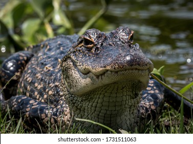 The Alligator In Mandeville Louisiana