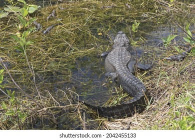 Alligator Mother With Babies In The Florida Pond Resting In The Shallow Water