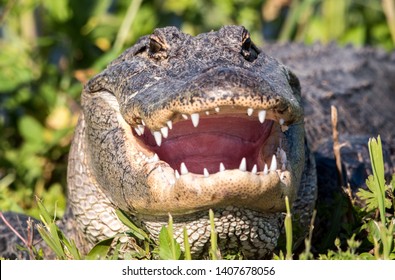 An Alligator With Mouth Open To Cool Off.