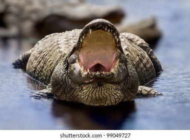 Alligator With Mouth Open Facing Camera