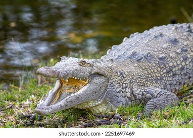 An alligator with its mouth open sunning in the Florida sun