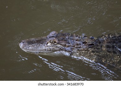 Alligator in murky water swimming