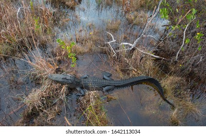 Alligator At Okefenokee National Wildlife Refuge, Georgia, USA