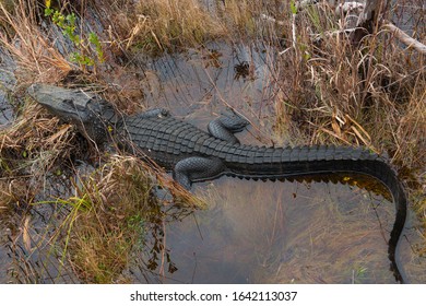 Alligator At Okefenokee National Wildlife Refuge, Georgia, USA