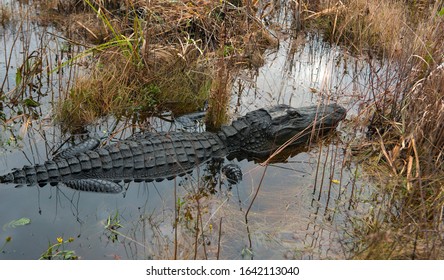 Alligator At Okefenokee National Wildlife Refuge, Georgia, USA