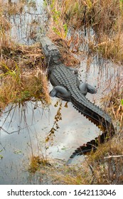 Alligator At Okefenokee National Wildlife Refuge, Georgia, USA