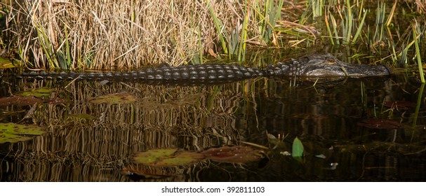 Alligator - Okefenokee National Wildlife Refuge