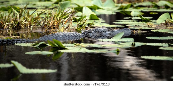 Alligator In Okefenokee National Wildlife Refuge, Georgia