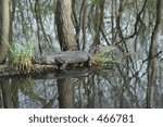 Alligator on a tree trunk