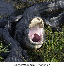 Alligator With Open Mouth , Closeup Shot