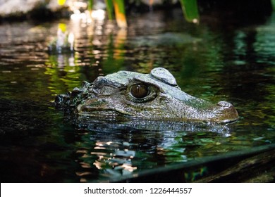 Alligator Peaking Out Water Stock Photo 1226444557 | Shutterstock