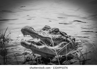 375 Alligator in water silhouette Stock Photos, Images & Photography ...