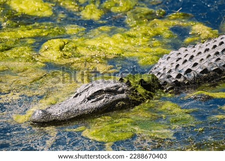 An alligator in a pond with algae.