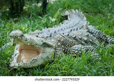 Alligator resting on grass with open mouth showing tooth and tongue - Powered by Shutterstock