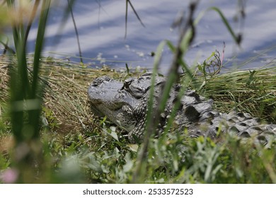 An alligator resting on the grassy banks of a river, partially obscured by vegetation, with water in the background. - Powered by Shutterstock