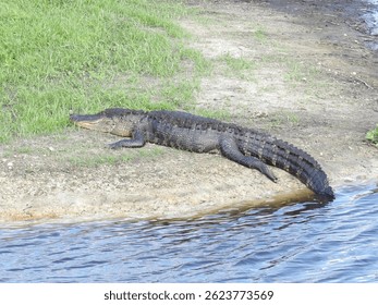 Alligator resting on the lake shore  sunbathing