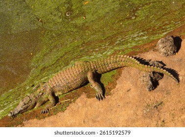 Alligator Resting on Muddy Riverbank Surrounded by Algae and Grass