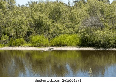 Alligator resting on riverbank in wild Florida wetland