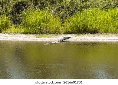 Alligator resting on riverbank in wild Florida wetland