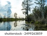 An alligator resting in serene waters surrounded by lush vegetation under sunny skies, with textured reeds and trees in the background, Okefenokee Swamp, Georgia, USA 