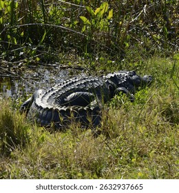 Alligator resting in swamp vegetation, well camouflaged between water and grass. - Powered by Shutterstock - Get 15% off with code: PIKWIZARD15
