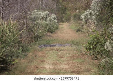 Alligator rests on a grassy pathway