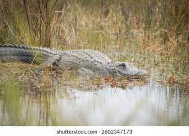 An alligator rests on the shore of a swamp.