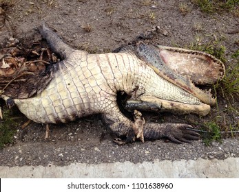 Alligator Roadkill Amazing
