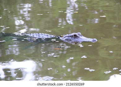 Alligator Seen On Louisiana Swamp Tour


