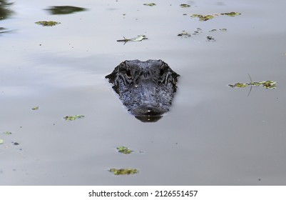 Alligator Seen On Louisiana Swamp Tour