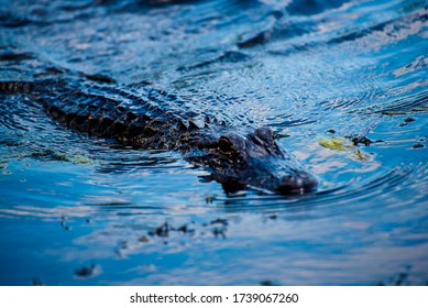 Alligator Seen On A Swamp Boat Tour Of The Bayous Outside Of New Orleans In Louisiana USA